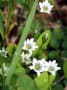 Flowers at Midagahara