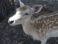 メルボルン　～ワイルドライフパーク動物園～