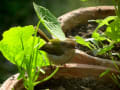  尾長裁縫鳥　Common Tailorbird(インド）