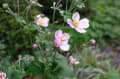 癒しの森「赤城自然園」 樹々と植物