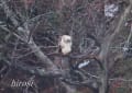 クマタカの幼鳥