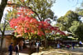 奈良公園の紅葉R元年１１月２３日