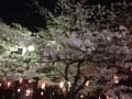 和歌山城の夜桜