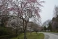 台原森林公園の桜