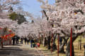 日岡山公園の桜