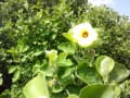 伊万里湾…浦之崎海岸に奇跡的復活を遂げた『ハマボウ（黄槿）の花』
