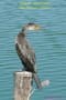 [1]Indian Cormorant08May2014-J1-01a-s.jpg