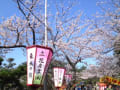 花見2013年4月28日（日）