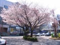 東漸寺他初桜