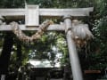 奥沢神社のスダジイ、イチョウ、九品仏のかやのき、等々力駅付近のケヤキ　right wise
