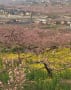 桃の花と桜一緒に満開