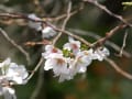 季節外れの桜の花