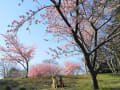 2022年3月　千葉の河津桜と愛犬散歩
