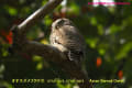 [4]Asian Barred Owlet3Jan09-25a-s.jpg