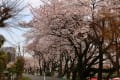 天王川公園の桜ほぼ満開