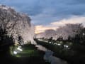 野川の桜、ライトアップ