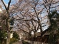 ４月５日の桜