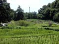 神代植物園　水生植物地域　　春夏秋冬　花