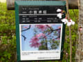 [11]小彼岸桜のパネル