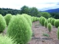 花・花　季節ごとの花