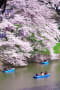 [20]東京、千鳥ヶ淵の桜