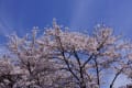 三多気の桜