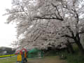 花島公園のさくら紹介