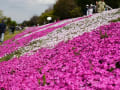 相模川散策路・芝桜