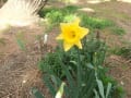 彼岸の中日の花