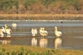 ナクル湖の鳥たち