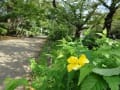 上野公園を散歩、散策・・・・。空～～～いい青空～