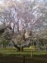 六義園の枝垂桜