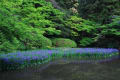 2012年5月10日　奈良県　高野山真言宗　長岳寺　　杜若と季節の花