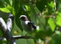 山梨県南巨摩郡早川町に野鳥撮影にいってきました