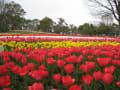 ２０１２－４木曽三川公園