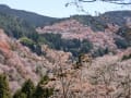 奈良県吉野の桜と金峯山寺の本尊蔵王権現特別御開帳を見に行きました