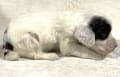 とても可愛いイングリッシュコッカースパニエルの仔犬