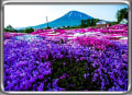 羊蹄山が見える芝桜の丘