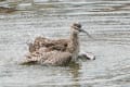 チュウシャクシギの水浴び