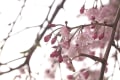 目黒川の桜（2013/03/24）