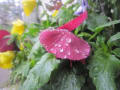 滴　滴・・・と花びら　花びら・・・。自然美～朝