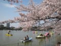 上野公園の桜　不忍池編