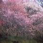 津山市神代梅の里公園