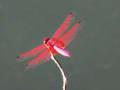 九月の紅蜻蛉