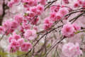 原谷苑の桜