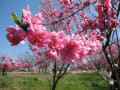 ✿花日和の週末✿