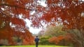 2015泉谷公園の紅葉と愛犬　風と鈴
