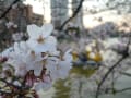 上野公園の桜