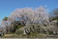 六義園の枝垂桜