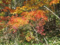 里山の紅葉